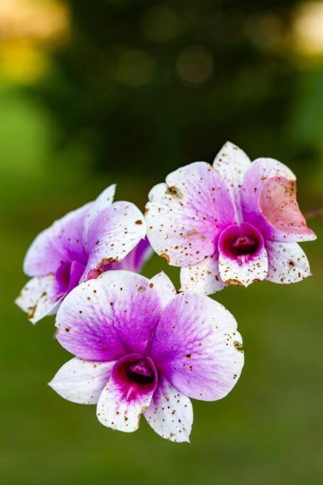 Recanto Dos Beija Flores, Chale Lantana C مونتي أليغري دو سول المظهر الخارجي الصورة